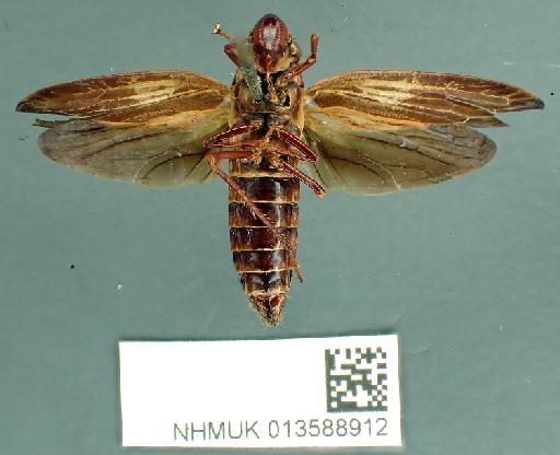 Abana tissa Distant, 1908 - 013588912 Abana tissa LT m ventral