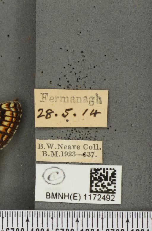 Euphydryas aurinia f. hibernica Birchall, 1873 - BMNHE_1172492_label_52706
