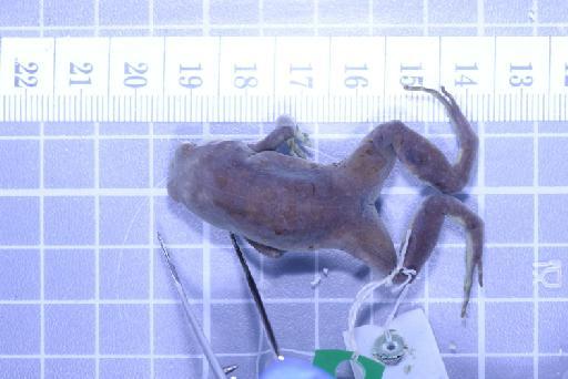 Callulops humicola compta (Zweifel, 1972) - Image of specimen 1961.844