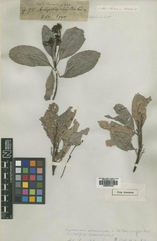 Acronychia pedunculata (L.) Miq. - BM000798365