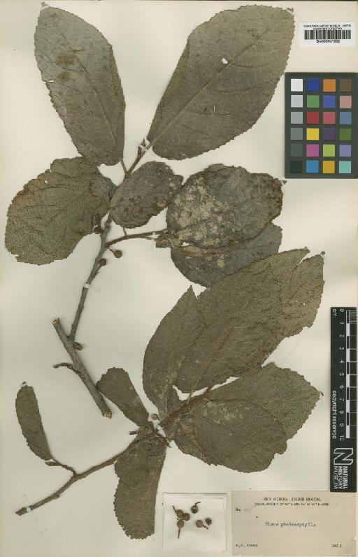 Ficus trachypison K.Schum. - BM000951822