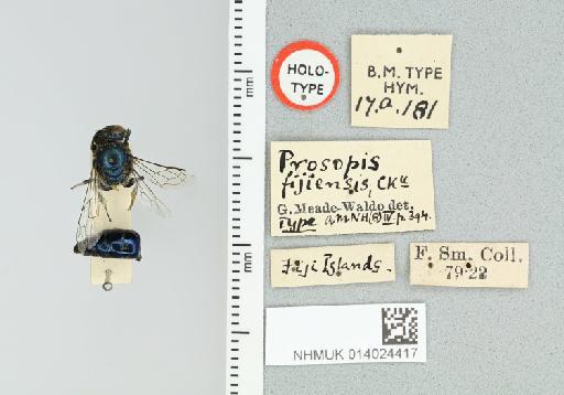 Hylaeus fijiensis Cockerell, 1909 - 014024417_837371_1646775-