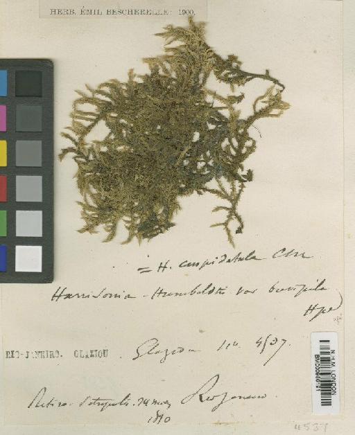 Rhacocarpus inermis (Müll.Hal.) Lindb. in Broth. - BM000986191