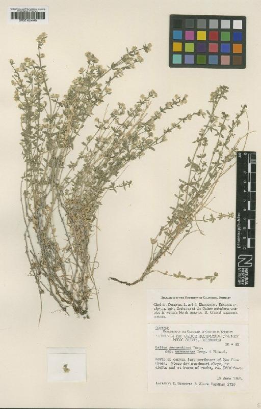 Galium serpenticum subsp. warnerense Dempster & Ehrend. - BM001024840