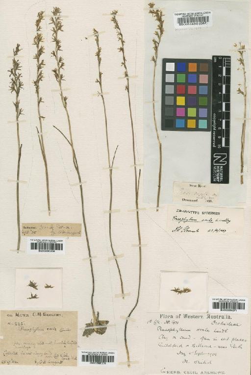 Prasophyllum ovale Lindl. - BM000990370