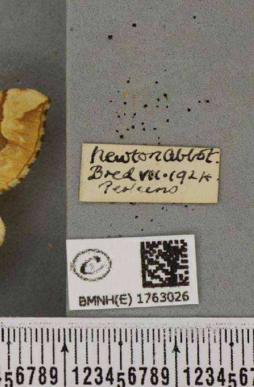 Eulithis mellinata (Fabricius, 1787) - BMNHE_1763026_label_344847