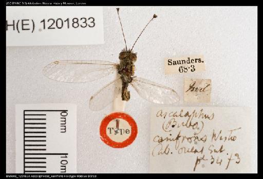 Ascalaphodes canifrons Westwood - BMNHE_1201833-Ascalaphodes_canifrons-Holotype-Habitus-Dorsal