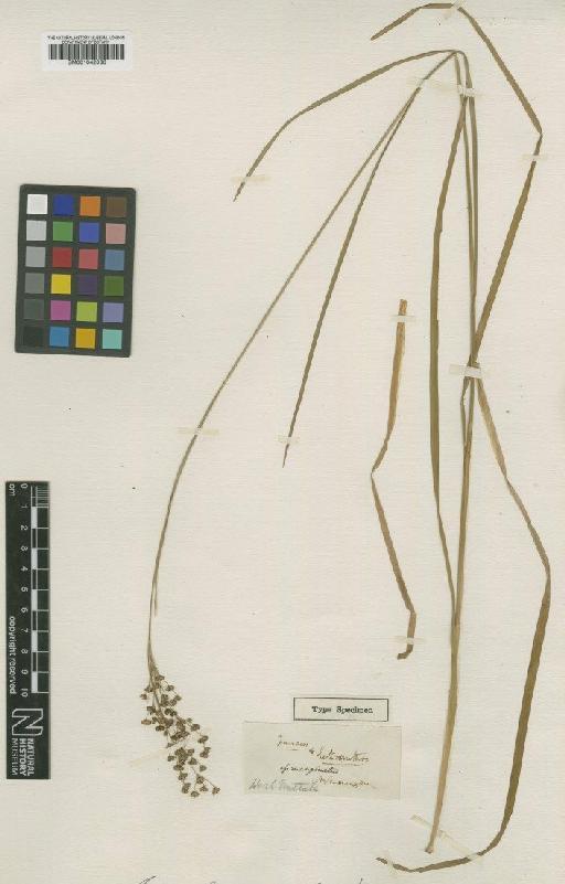 Juncus marginatus Rostk. - BM001042036