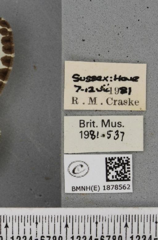 Abraxas grossulariata (Linnaeus, 1758) - BMNHE_1878562_label_437602