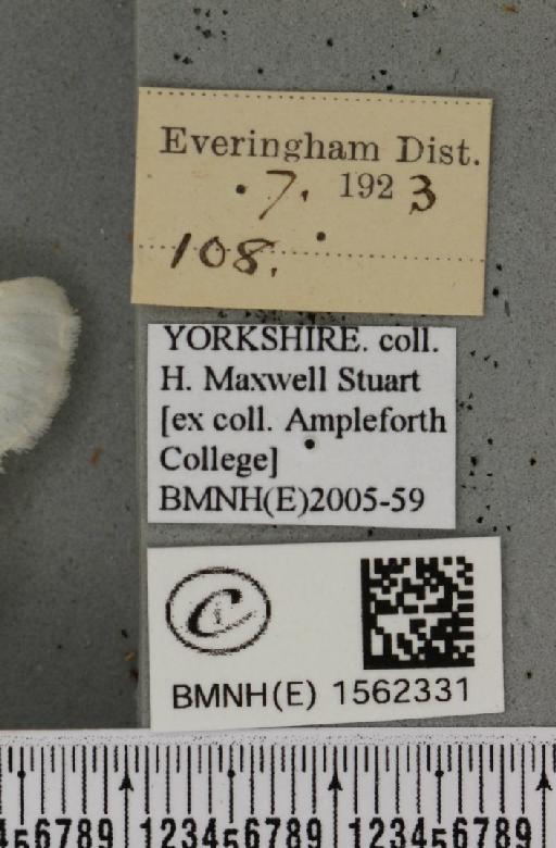 Euproctis similis (Fuessly, 1775) - BMNHE_1562331_label_254269