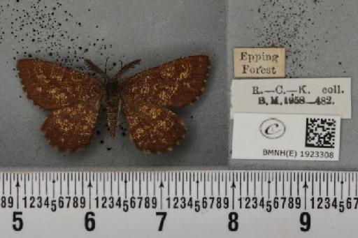 Ematurga atomaria (Linnaeus, 1758) - BMNHE_1923308_487890