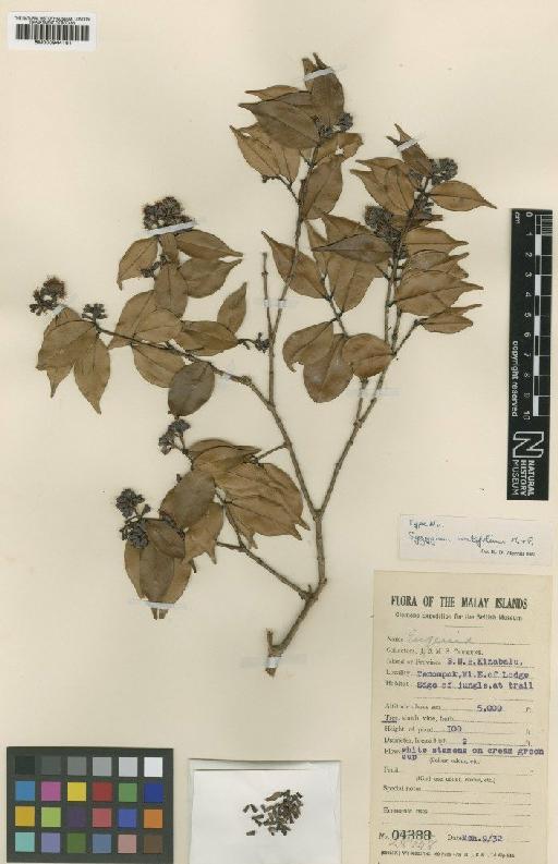 Eugenia ovalifolia Warb. - BM000944181