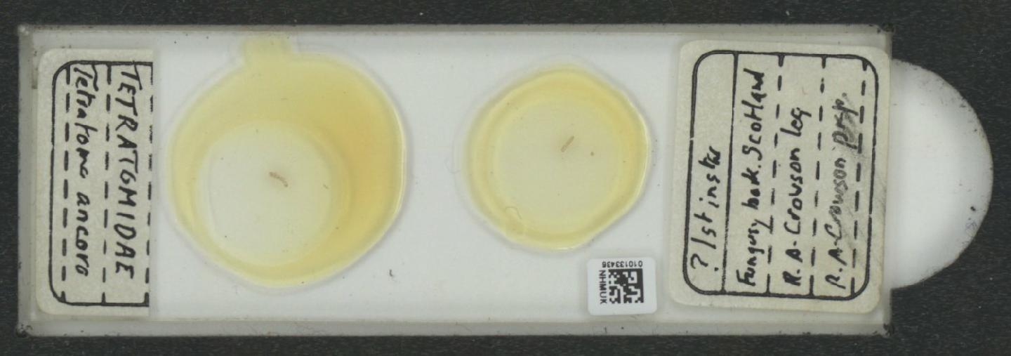 Tetratoma ancora thumbnail