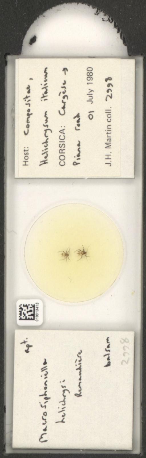 Macrosiphoniella helichrysi Remaudiere, 1952 - 010013413_112660_1094725