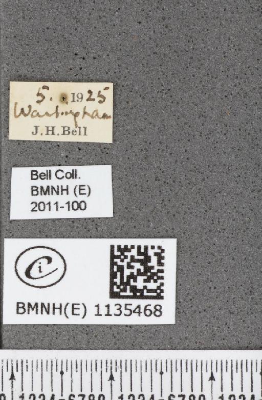 Callophrys rubi rubi (Linnaeus, 1758) - BMNHE_1135468_label_93583