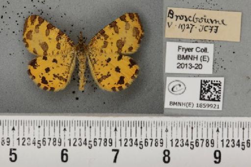 Pseudopanthera macularia (Linnaeus, 1758) - BMNHE_1859921_430258