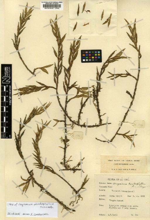 Angraecum doratophyllum Summerh. - BM000539167