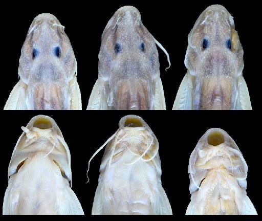 Glyptothorax steindachneri Pietschmann, 1913 - BMNH 1968.12.13.471-6 Glyptothorax steindachneri head