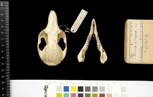 Macropus bedfordi Thomas, 1900. - 1900.2.19.1_Skull_Dorsal