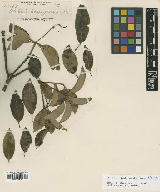 Alstonia iwahigensis Elmer - BM001014021