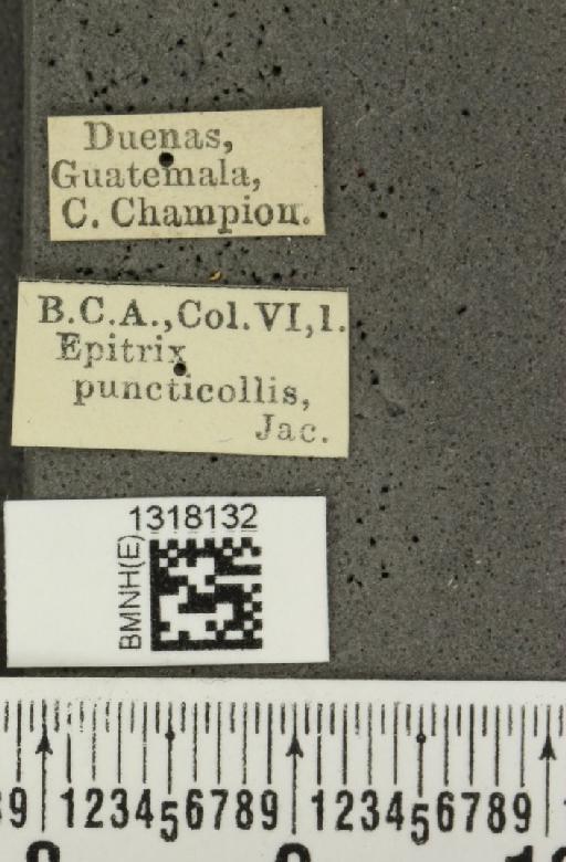 Epitrix puncticollis Jacoby, 1885 - BMNHE_1318132_label_24799