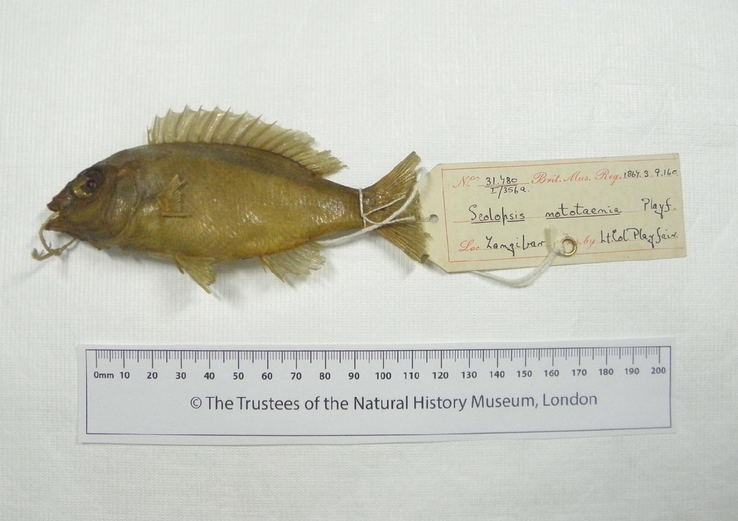 To NHMUK collection (Scolopsis nototaenia Playfair in Playfair & Günther, 1867; HOLOTYPE; NHMUK:ecatalogue:3100447)