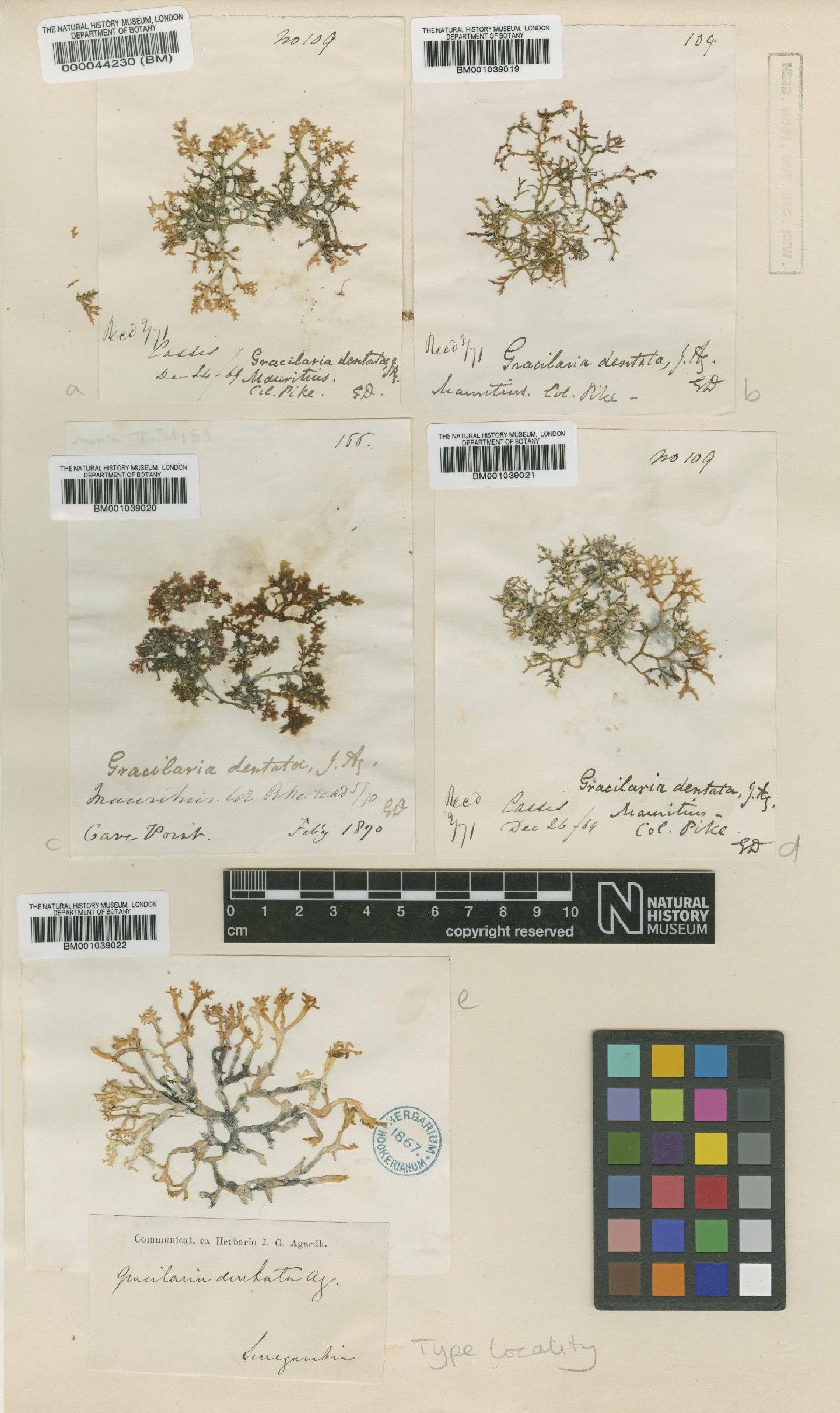 To NHMUK collection (Gracilaria dentata J.Agardh; TYPE; NHMUK:ecatalogue:703484)