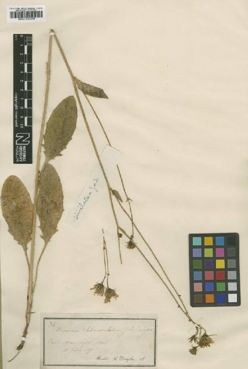 Hieracium praecox subsp. similatum Sudre - BM001050835
