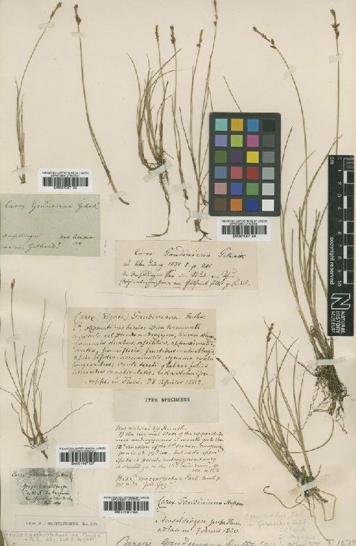 Carex echinata Murray × C. dioica L. - BM001067155