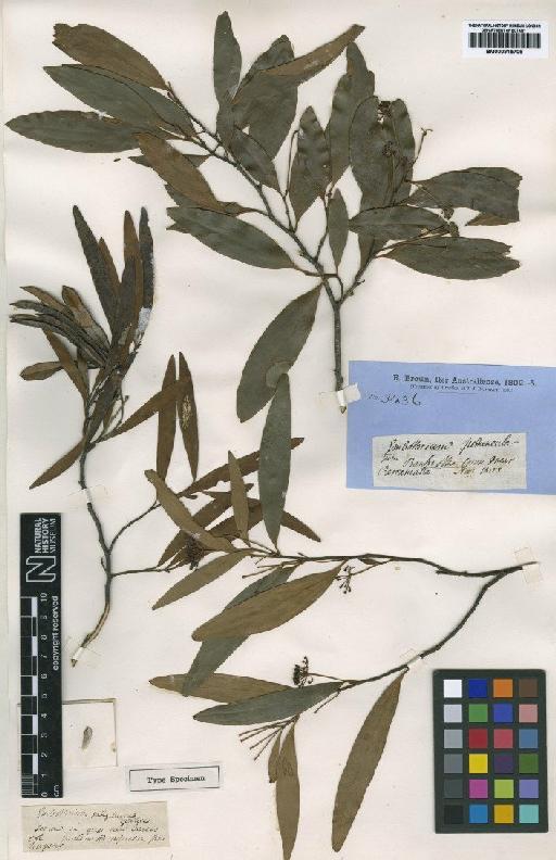 Stenocarpus cunninghamii R.Br. - BM000915706 (2)
