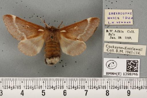 Eriogaster lanestris ab. obsoleta Tutt, 1900 - BMNHE_1398746_191671