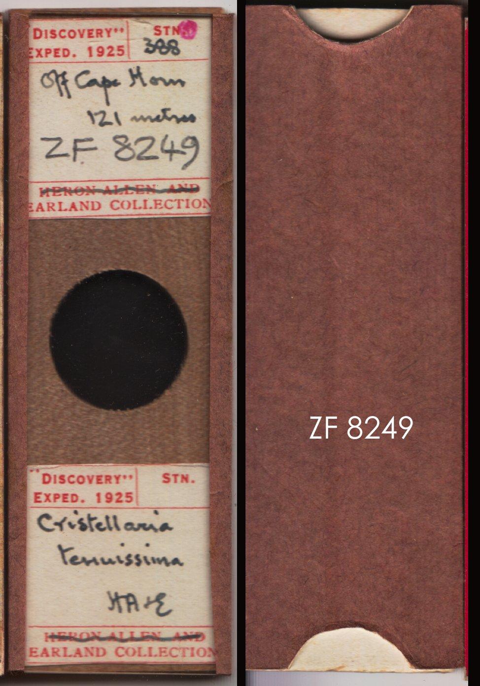 To NHMUK collection (Cristellaria tenuissima Heron-Allen & Earland, 1932; NHMUK:ecatalogue:9055771)