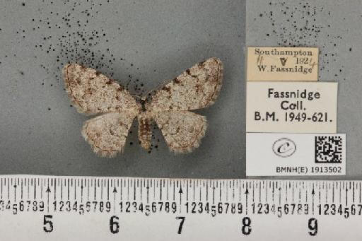 Aethalura punctulata (Denis & Schiffermüller, 1775) - BMNHE_1913502_485379