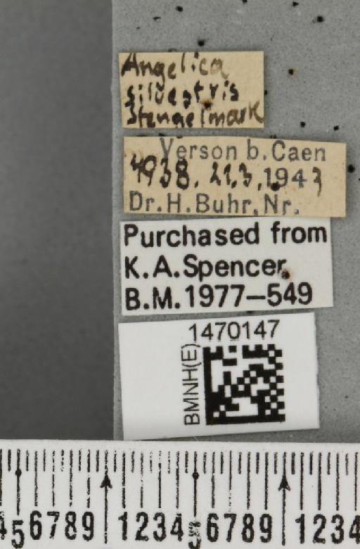 Melanagromyza angeliciphaga Spencer, 1969 - BMNHE_1470147_label_44697