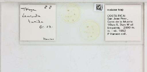 Leuronota tumida Brown & Hodkinson, 1988 - 010724496_117200_1146335_157663_NonType