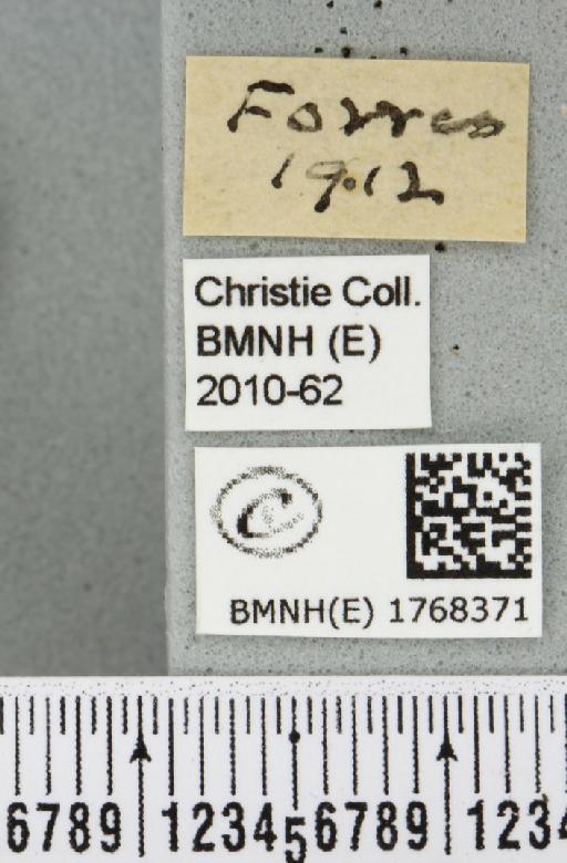 Plemyria rubiginata plumbata (Curtis, 1837) - BMNHE_1768371_label_357018