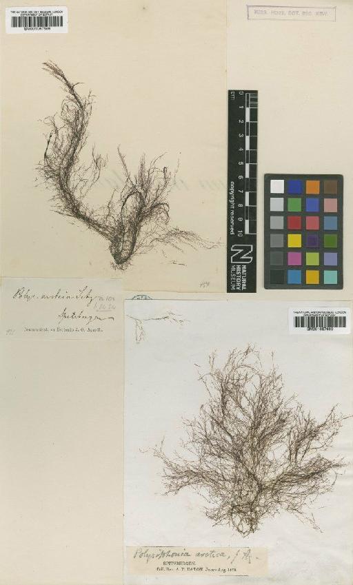 Polysiphonia arctica J.Agardh - BM001067599