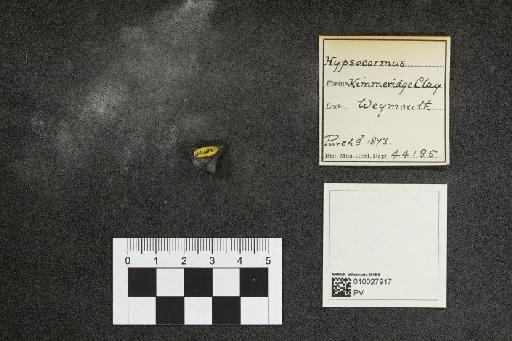 Hypsocormus Wagner, 1860 - 010027917_L010097564