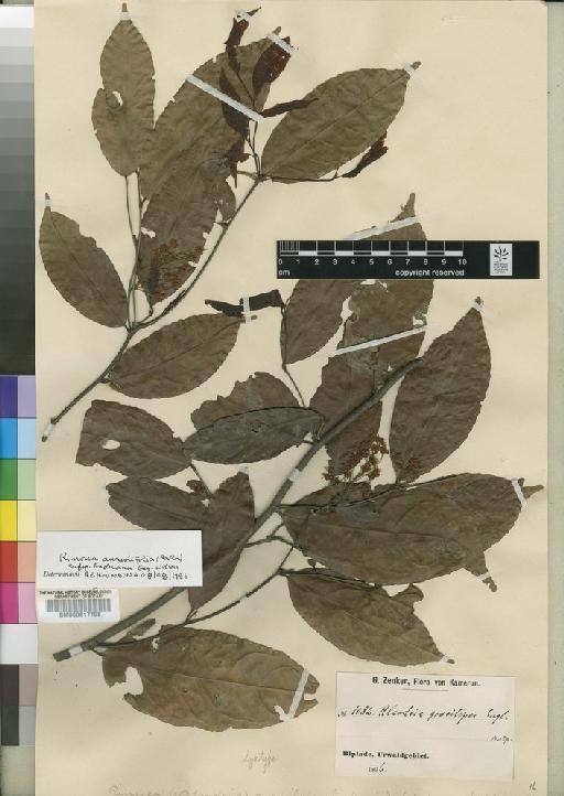 Rinorea angustifolia subsp. engleriana Grey-Wilson - BM000617798