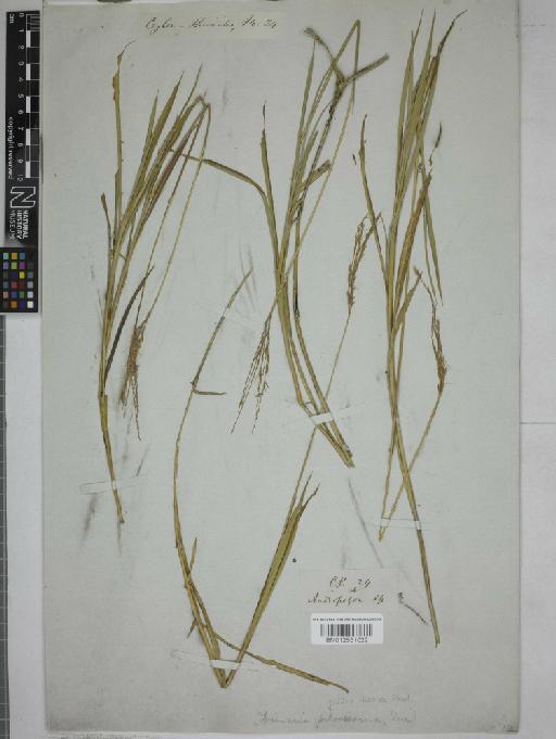 Dimeria gracilis Nees ex Steud. - 012551022_1