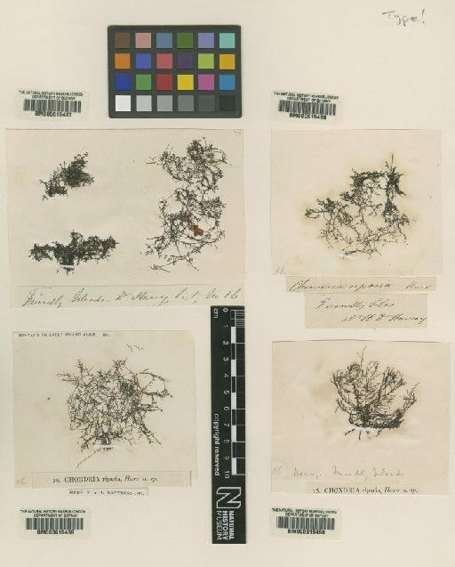 Chondria riparia (J.Agardh) De Toni - BM000619487