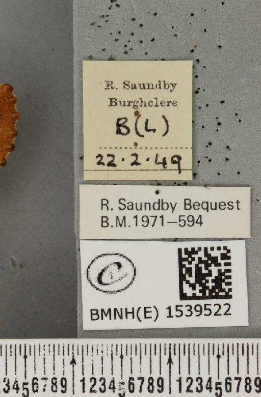 Ptilodon capucina (Linnaeus, 1758) - BMNHE_1539522_label_247102