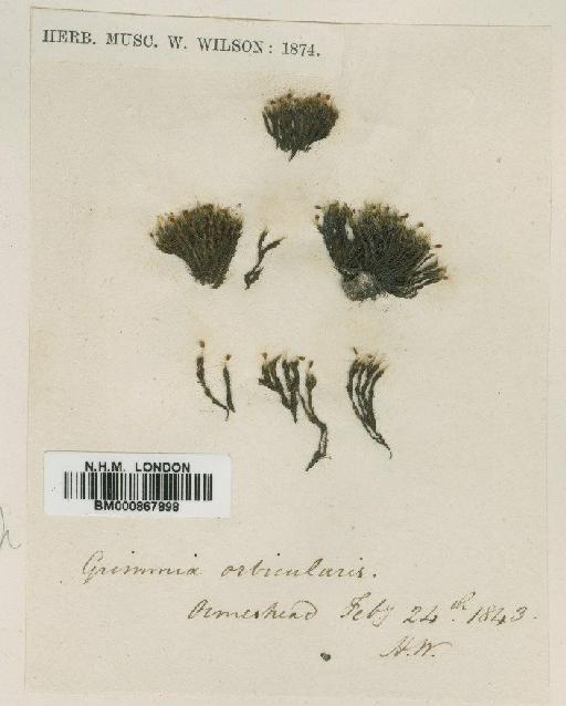 Grimmia orbicularis Bruch ex Wilson - BM000867898