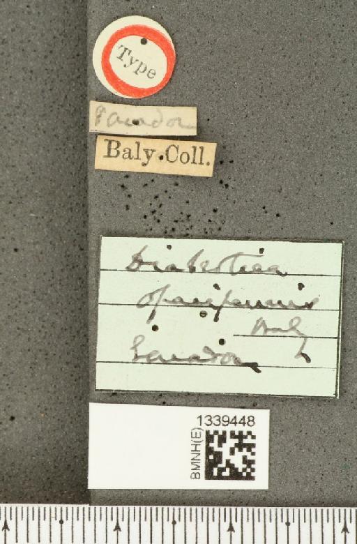 Isotes opacipennis (Baly, 1879) - BMNHE_1339448_label_22680