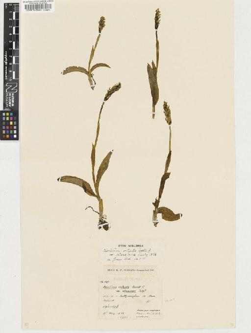 Neotinea maculata (Desf.) Stearn - BM000052603