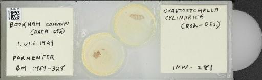 Chaetostomella cylindrica (Robineau-Desvoidy, 1830) - BMNHE_1444765_58683
