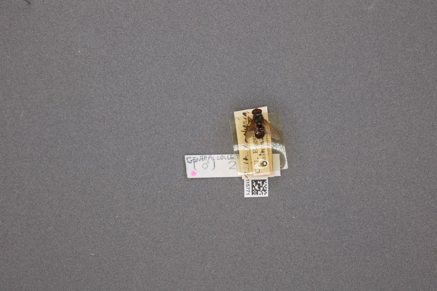 Redtenbacheria insignis thumbnail
