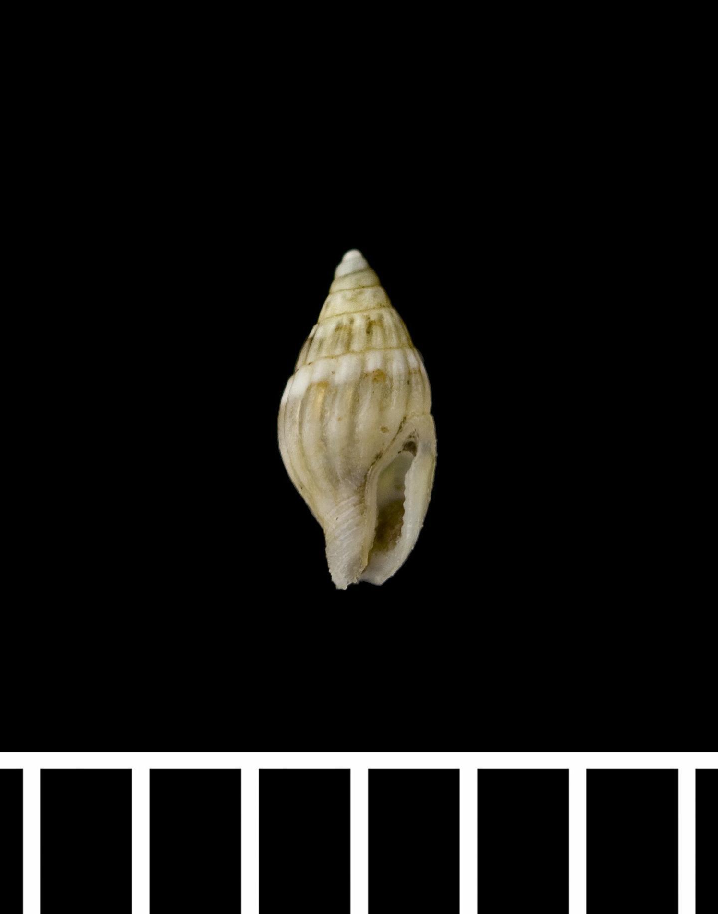 To NHMUK collection (Anachis albonodosa Carpenter, 1857; SYNTYPE; NHMUK:ecatalogue:5566342)