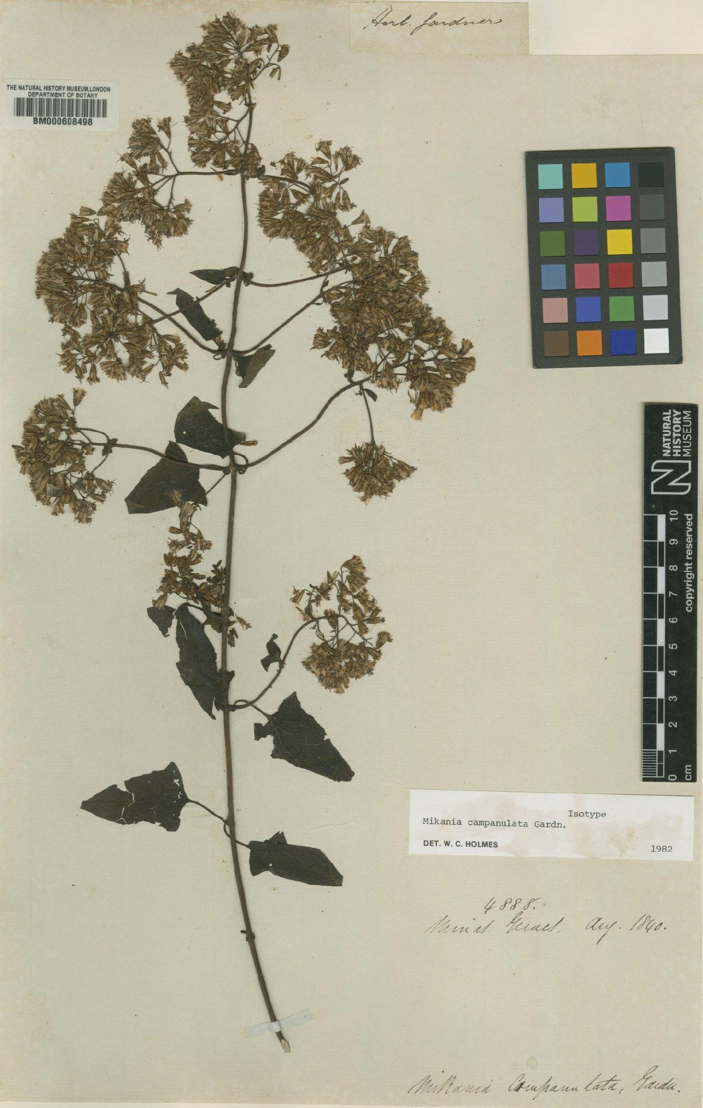 To NHMUK collection (Mikania campanulata Gardner; Isotype; NHMUK:ecatalogue:4983661)