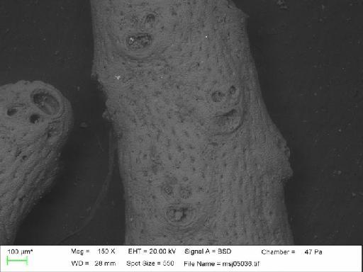 Adeonella falcicula Hayward, 1981 - Adeonella_falcicula_msj05036